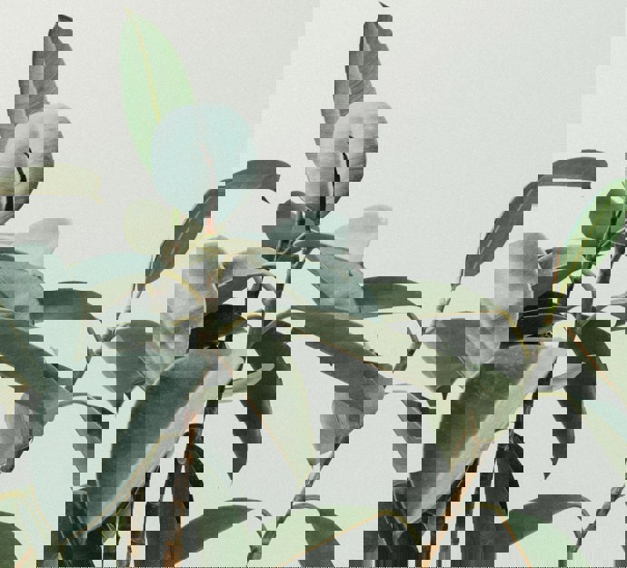 Billede af grønne blade for dekorativt udseende