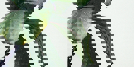 Billede af grønne blade for dekorativt udseende